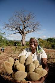 We did not find results for: 10 Best Baobab Tree Fruit Ideas Baobab Baobab Tree Baobab Tree Fruit
