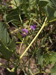 Image result for Neorautanenia