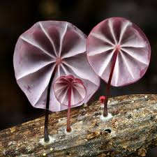 Image result for Marasmius opacus