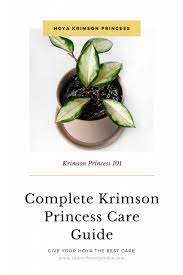 It was a patented variety put out by cobia in florida (u.s.) the patents expired about 25 years ago. How To Care For A Hoya Krimson Princess Hoya Carnosa Indoor Home Garden