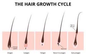 How to get long hair fast! Ajf How Much Is 3 Inches Of Hair Nalan Com Sg