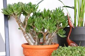 Cats Plants Katzen Und Die Grune Versuchung Eat Blog Love