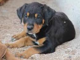 Lancaster puppies has them for sale today! A Rottweiler Mixed With A Pitbull Online