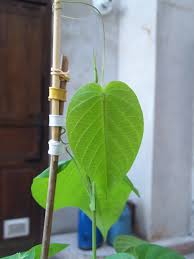 Image result for Passiflora ligularis