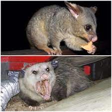 While the united states is the world's superpower, australia is arguably stronger in many aspects. Farrah Moan Pa Twitter Australian Possums Vs The American Ones My Australian Friends Are Horrified