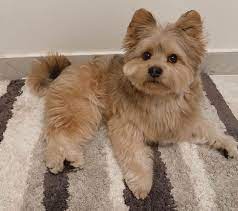 Yorkshire terrier pomeranian mix