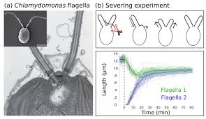We did not find results for: Length Regulation Of Multiple Flagella That Self Assemble From A Shared Pool Of Components Elife