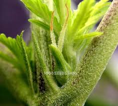Wenn eine cannabispflanze sich in einer unwirtlichen umgebung wähnt, . Vorblute Blute Einleiten Und Blutephasen 1000seeds
