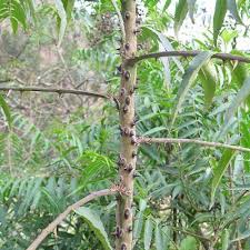 Image result for Zanthoxylum sp. A