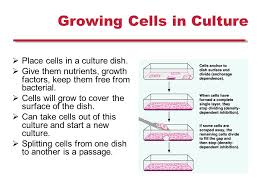 We did not find results for: Plant And Mammalian Tissue Culture Mammalian Cell Culture Ppt Download