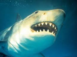 The Wolf Of Wall Street - Best Of Jonah Hill | Remember That Scene In The  Wolf Of Wall Street Where Jonah Hill 