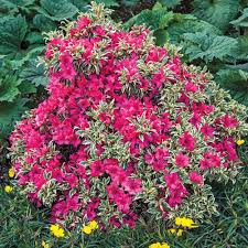 Spring Hill Nurseries 4 In Pot Bollywood Azalea Rhododendron Live Potted Plant With Red Flowering Shrub 1 Pack Flowering Shrubs Spring Hill Nursery Plants