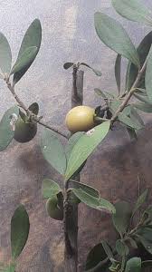 Image result for Bridelia mollis