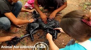 Check spelling or type a new query. Customercaresnumber Com Animal Aid Unlimited Animal Care Center In Udaipur Rajasthan