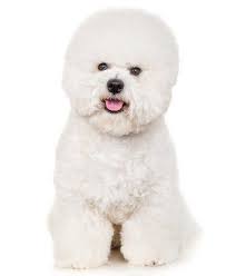 25 Best Therapy Dog Breeds List Therapy Dogs Breeds Dog Breeds List Dog Breeds