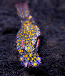 51 Sea Slugs That Prove Aliens Already Live On Planet Earth Akvaryumlar Okyanus Yasami Sea World
