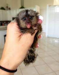 Katy Perry On Twitter Baby Animals Super Cute Cute Animals Cute Baby Animals