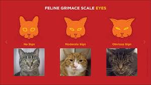 Cat in heat reaction (male cat brothers). How Can You Tell If Your Cat Is In Pain Scientists Have A New Grimace Scale That Might Help Abc News
