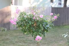 The weeping china doll is an all time favorite tree rose, the tree is covered with large trusses of small cupped flowers on long canes which arch gracefully downward. Tree Patio Roses Care For Winter