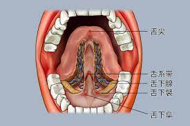 舌头下面部位图解