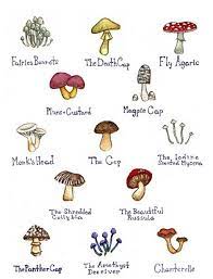Hazed Affection Mushroom Drawing Stuffed Mushrooms Mushroom Art