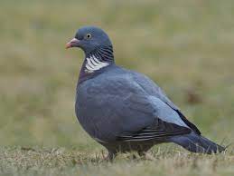 Einen tag vor dem ritual tauchte plötzlich eine taube (keine stadttaube, sondern wilde tauben) in meinem garten auf und spazierte ca. Lieber Die Taube Im Garten Foto Bild Tiere Wildlife Wild Lebende Vogel Bilder Auf Fotocommunity