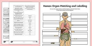 Now create a vertical guide line passing. Free Organ Labelling Activity Full Human Body Chart Activity
