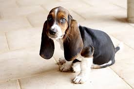 We are a family owned basset hound breeder. Basset Hound Puppies The Ultimate Guide For New Dog Owners The Dog People By Rover Com