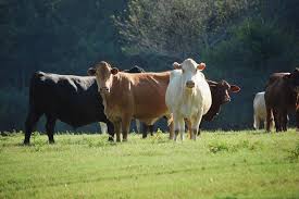 Start Your Own Cattle Farm With Little Or No Money Cattle Farming Cattle Livestock Farming
