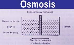 Simple diffusion and osmosis are similar, except in simple diffusion, it is the solute particles that move. Osmosis With Example Osmotic Pressure Definition