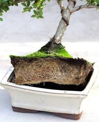 Remove the tree from the pot and rake out the excess soil from the roots. How To Take Care Of Your Bonsai Sherries Estates