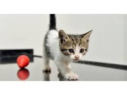 Ruyada Kedi Gormek Ne Anlama Gelir Ruyada Kedi Gormek Psikolojik Yorum