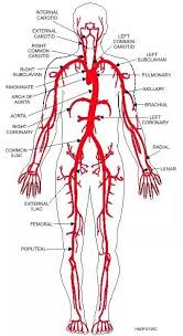 Arteries that carry blood away from the heart, branching into smaller arterioles throughout the body and eventually forming the capillary network. What Are The Major Blood Vessels In The Body What Is A Vein Definition Types And Illustration