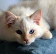 Is a short haired ragdoll possible | Pet Forums Community