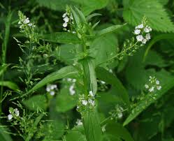 Image result for Veronica abyssinica