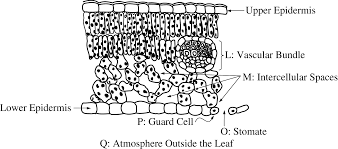Plant cells do not contain mitochondria. Https Www Ets Org S Gre Pdf Practice Book Biology Pdf