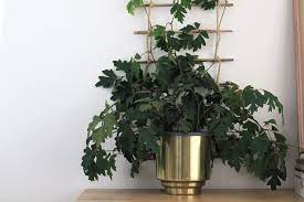Maybe you would like to learn more about one of these? Diy Indoor Plant Trellis From Bamboo Rope Dossier Blog