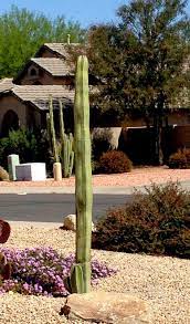 Don't leave any black spots on your plant since all black spots indicate rotting. Mexican Fence Post New Beginnings For A Cactus And A Daughter