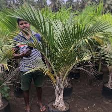 Image result for Hyophorbe verschaffeltii