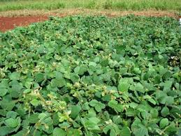 Image result for Dolichos