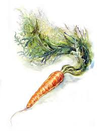 Carrot Study Iv Vegetable Painting Carrot Drawing Vegetable Illustration