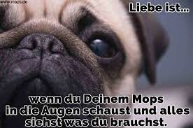 Suchen sie nach den kostenlosen bildern mit sprüchen? Mops Zitate Und Spruche Mops De