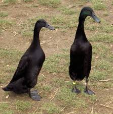 Black And White Domestic Duck Species Pin By Debi Tucker On Birds Raising Ducks Runner Ducks Duck And Ducklings