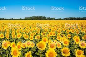 Beautiful Yellow Sunflower Field Types Of Sunflowers Sunflower Fields Growing Sunflowers