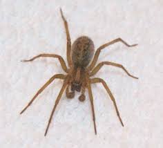 It's definitely not an example of the very poisonous australian redback as this is black with a red stripe. How To Identify Venomous House Spiders Dengarden