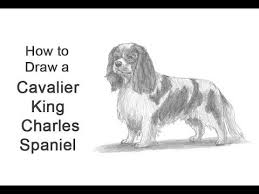 How To Draw A Dog Cavalier King Charles Spaniel How2drawanimals Youtube Cavalierkingcharles Cavalier King Charles Cavalier Cavalier King Charles Spaniel