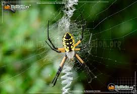 Maybe you would like to learn more about one of these? Black And Yellow Garden Spider Argiope Aurantia