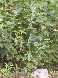 Image result for Leonurus japonicus