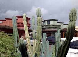 It grows up to height of 25 feet and have several branches in upward direction in shape of columns. Arizona Cactus Arizona Cactus Sonoran Desert Saguaro Cactus