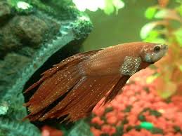 Betta Fish Ich What Can I Do About Betta Fish Tanks Betta Fish Betta Fish Tank Betta